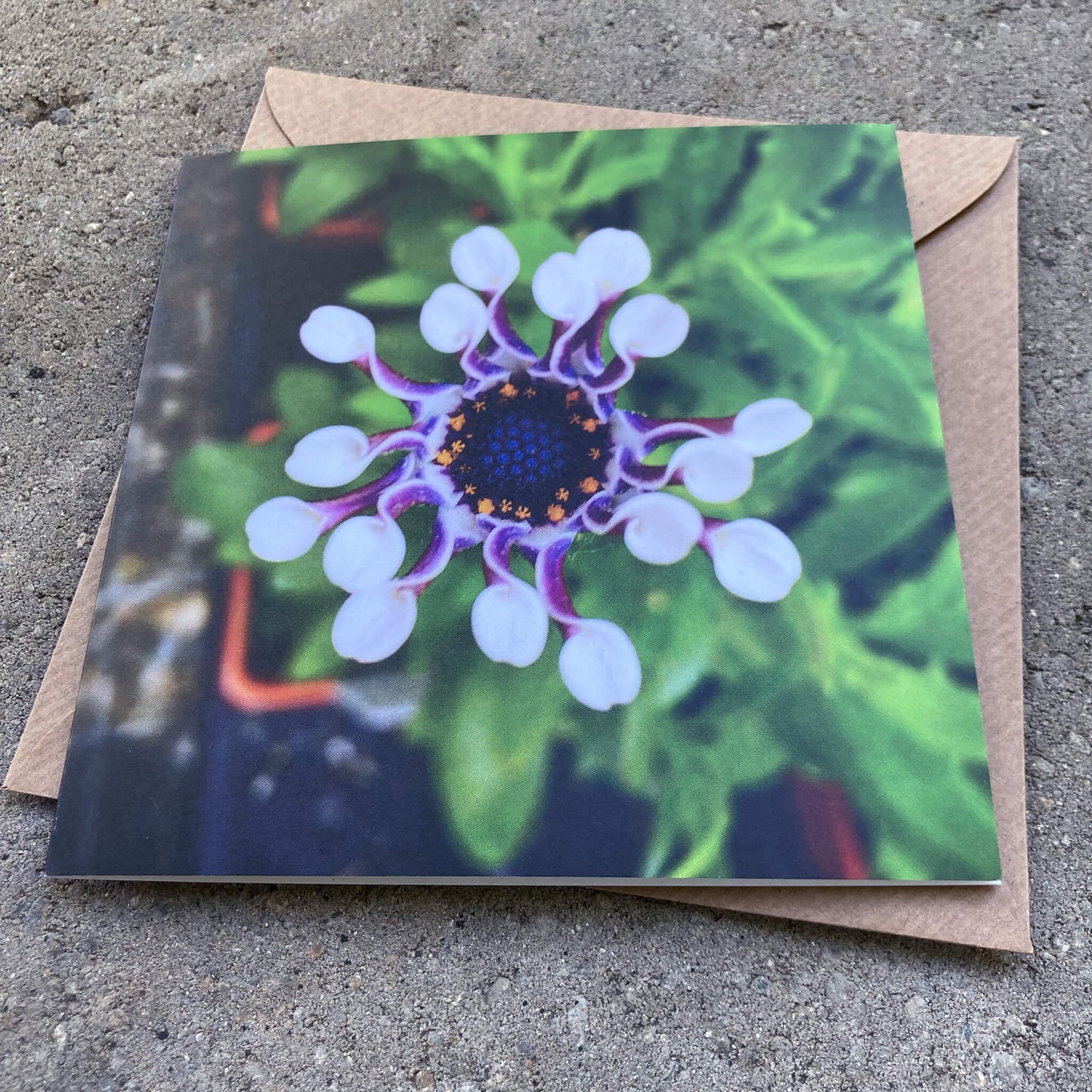 Greeting Cards Pack No. 7