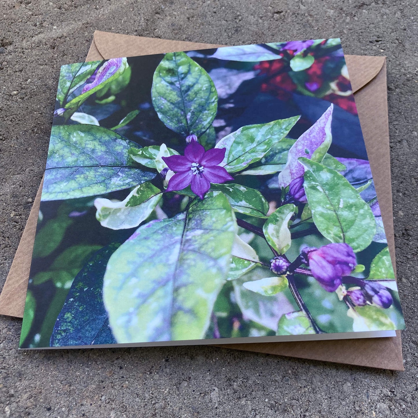 Greeting Cards Pack No. 4