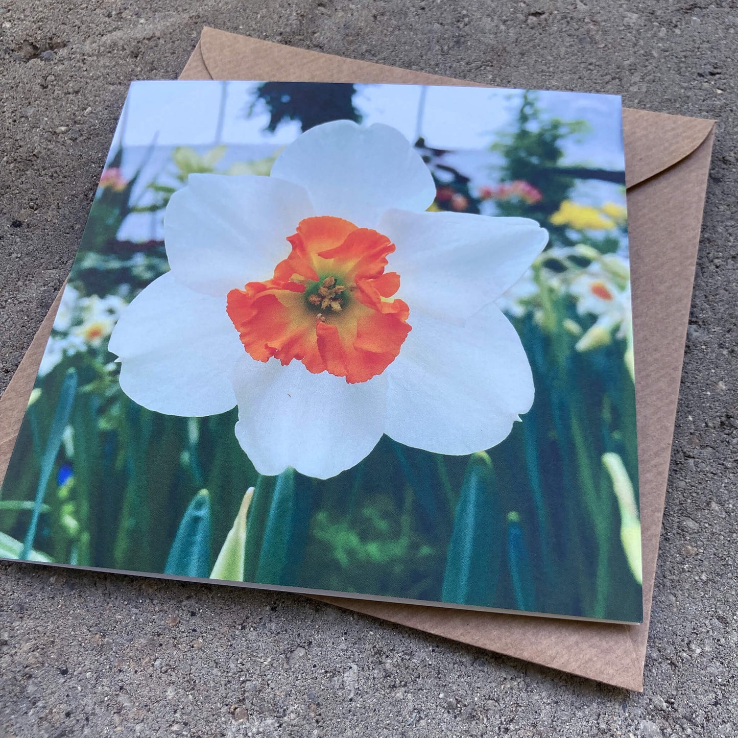 Greeting Cards Pack No. 7