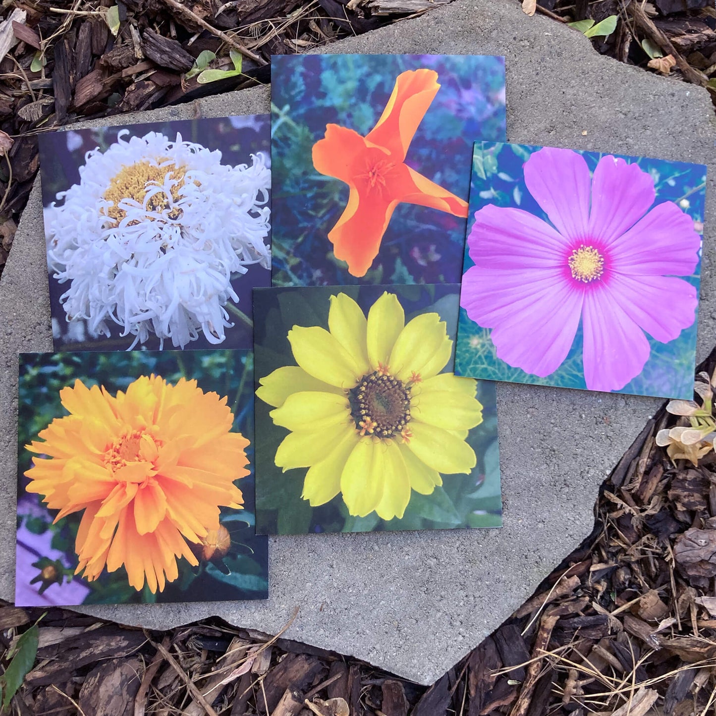 Greeting Cards Pack No. 6