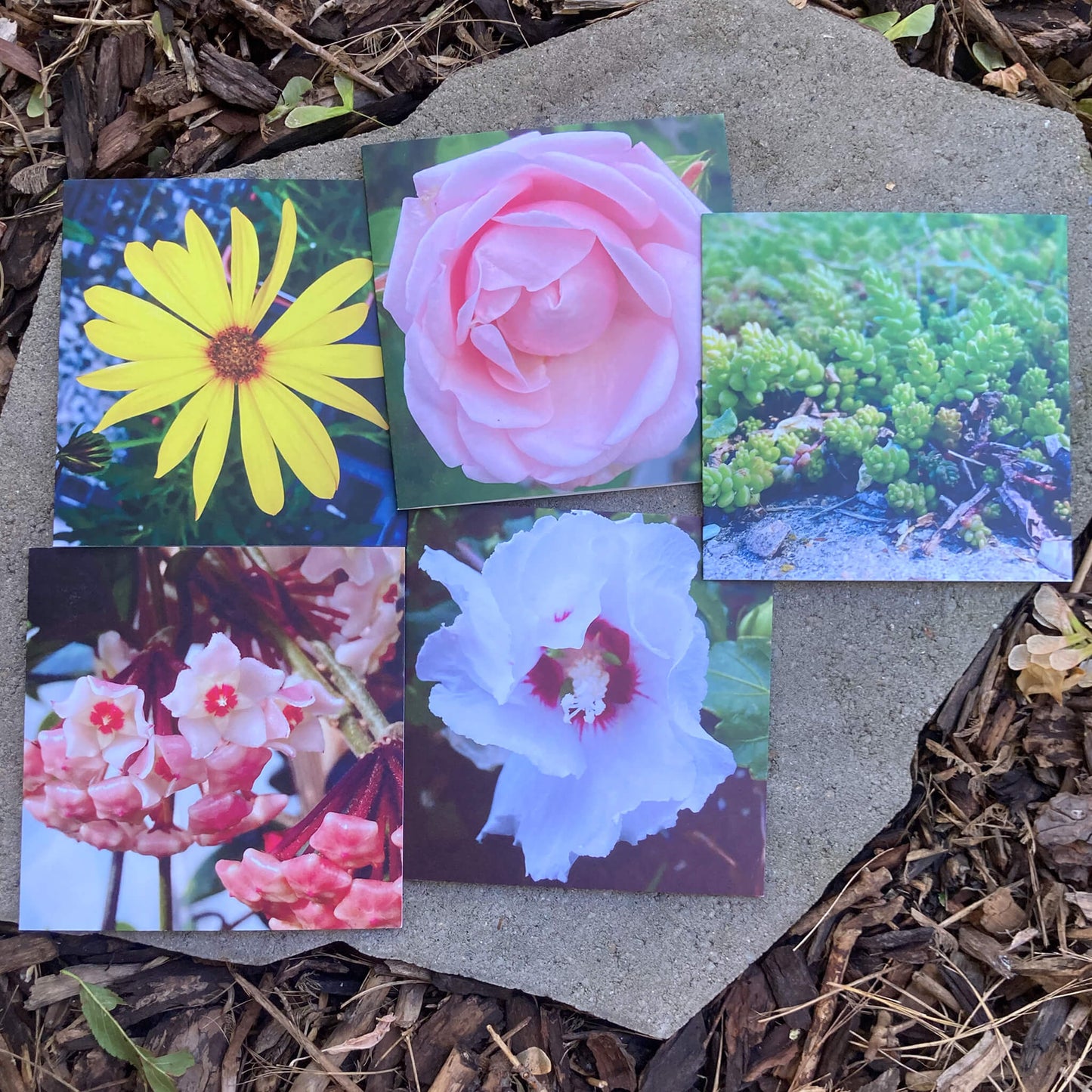 Greeting Cards Pack No. 11