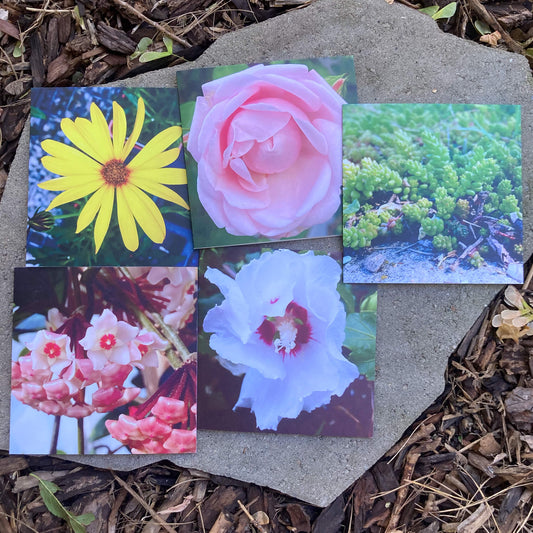 Greeting Cards Pack No. 11